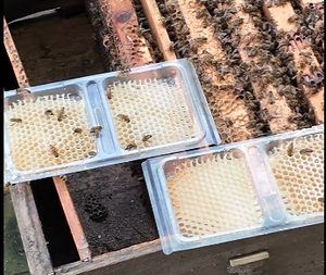 Mengerbee ชุดที่สมบูรณ์8ชิ้นกล่องรังผึ้งผึ้งโปร่งใสสำหรับเก็บน้ำผึ้ง - Product Image 2