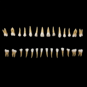 Fábrica Atacado 28 Dentes Modelo Prático Falso Dente Dental Modelo para Ensino Demonstração - Product Image 6