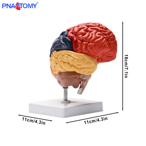 Life-Size <strong>Right</strong> Half-<strong>Brain</strong> Anatomical Model Color-Differentiated <strong>Functional</strong> Zones for Medical Science - Product Image 3