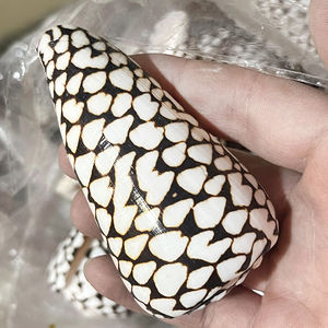 Grosir cangkang alami asli Conus Marmoreus kerang warna-warni untuk hadiah Dekorasi Rumah - Product Image 3