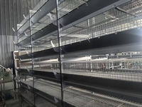 Cage à poulets de type H multi-scènes pour l'élevage des poules pondeuses, élevage avicole automatisé, nouvelle conception en acier galvanisé et acier inoxydable, facile à nettoyer