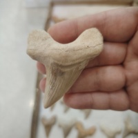 Vente en gros de dents de requin fossiles naturelles brutes, spécimens marins anciens, collection géologique marine pour la maison