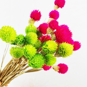 <span class=keywords><strong>Flora</strong></span> — fleurs décoratives arc-en-ciel, 1 pièce, plante séchée, pour l'été - Product Image 2