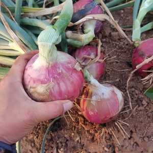 Tươi Bán Buôn Trung Quốc Màu Đỏ/Vàng Hành Tây Giá Rẻ Giá Nhập Khẩu Xuất Khẩu Hữu Cơ Tươi Trắng Tỏi Và Tươi Hành Tây Nhà Cung Cấp - Product Image 5