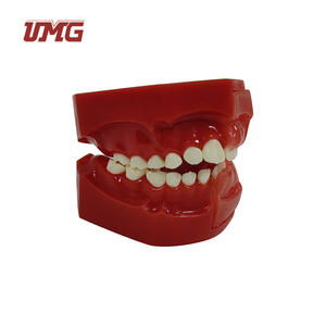 Modèle bébés de dents permanentes, appareil médical pédiatrique, de 5 à 9 ans, nouveau, pour le développement dentaire, modèle anatomique - Product Image 5