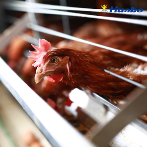 Uova di pollo Attrezzature Agricole Strato Gabbie di Batteria Galline Ovaiole Gabbia del Pollame - Product Image 1