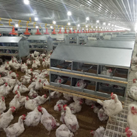 Nid d'oeufs de poulet manuel de haute qualité pour l'équipement de ferme avicole d'éleveur de couches