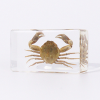 Presse-papiers en cristal de taxidermie, spécimen d'insecte crabe réel en résine, outils éducatifs pour l'enseignement - Vente chaude