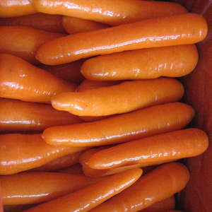 Ortaggi a buon mercato <span class=keywords><strong>semi</strong></span> di <span class=keywords><strong>carote</strong></span> fresche <span class=keywords><strong>per</strong></span> l'esportazione all'ingrosso - Product Image 2