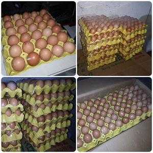 Yumurta tepsisi otomatik L sızdırmazlık makinesi - Product Image 6