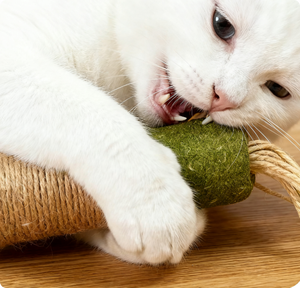 Snack per la Salute Dentale dei Gatti Bastoncini Naturali con Erba Gatta e Menta Riduce Placca e Tartaro Divertimento Quotidiano per Gatti da Interno - Product Image 3