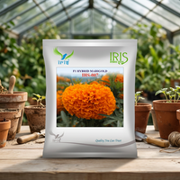 Benih Bunga Marigold Iris IHS-007 F1 Hibrida Oranye, Hasil Tinggi, Bunga Cerah dengan Batang Panjang 8-10cm untuk Bunga Potong Segar