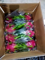 Verse AA-kwaliteit Dragon Fruit uit Ninh Thuan, Vietnam - 60 dagen houdbaarheid - Sunrise Ins merk