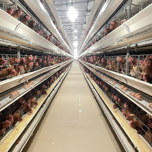 Equipo Automático de Recolección de Huevos para Gallinas Ponedoras en Jaulas en Forma de H - Product Image 1