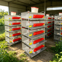 Nouvelle cage à cailles de type H durable pour l'élevage avicole moderne, gestion écologique de la production d'œufs