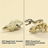 T Rex Kafatası Akvaryum Süsü Gerçekçi Reçine Balık Saklanma Mağarası Teraryum Dekorasyonu Tatlı Su Deniz Sürüngen Tankı için