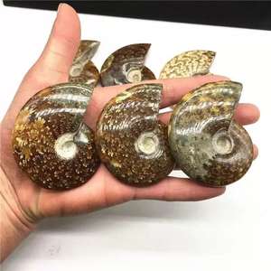 Spécimen fossile d'<span class=keywords><strong>ammonite</strong></span> naturelle irisée de Madagascar, cristal opaline, escargot pour l'enseignement des sciences biologiques de base - Product Image 3
