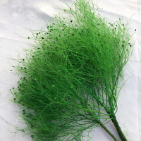 Bunga Asap Kering Alami, Ranting Tumbleweed, Rumput Awan Putih untuk Dekorasi Rumah Bergaya Boho Rustic, Rangkaian Bunga