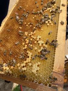 20KG有機動物飼料天然花粉代替物とミツバチの餌がハイブの成長のために - Product Image 3