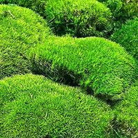 Coussin de mousse stabilisée naturelle verte de 0,2 m² pour mur végétal, Leucobryum Glaucum, durable 5 ans
