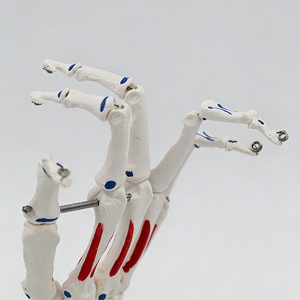 แบบจำลองกระดูกมือขนาดเท่าจริง DARHMY PVC พร้อมกระดูกที่มีสีสันแสดงความแตกต่างกัน - แบบจำลองโครงกระดูกสำหรับการสอนกายวิภาคศาสตร์สำหรับนักศึกษาแพทย์ - Product Image 4