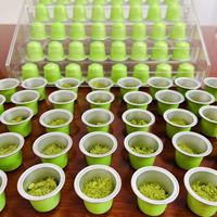 Capsules universelles de poudre de Matcha personnalisées de qualité supérieure 6A 10 pièces boîte-cadeau de capsules de thé Matcha café de cérémonie