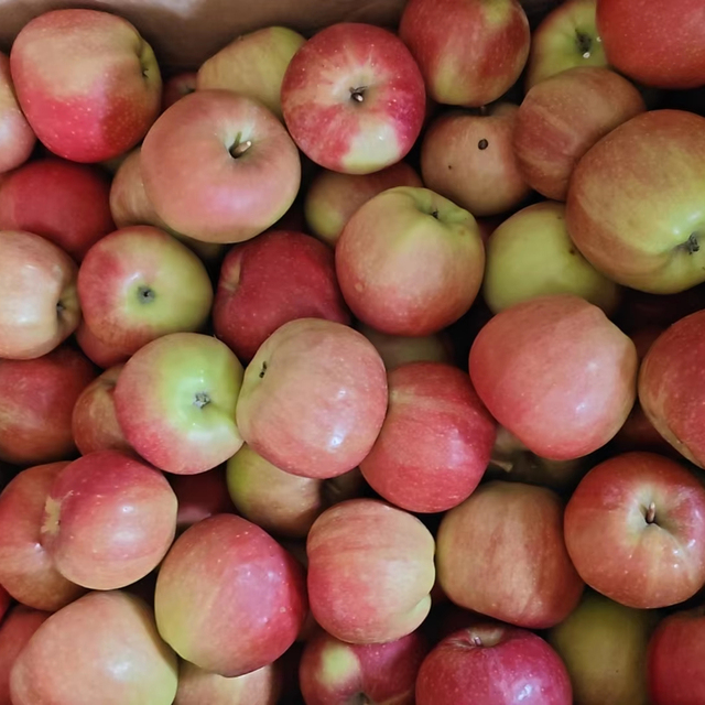 New Crop Fresh Red Gala Apples 70/75/80/85mm Good Grade HACCP Certified 10 Tons MOQ Wholesale Factory Direct Export China
