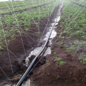 Nastro Microirrigazione in PE di Alta Qualità a Risparmio Idrico, Perforato al Laser, Tubo <span class=keywords><strong>per</strong></span> <span class=keywords><strong>Irrigazione</strong></span> a Pioggia, Diametro 28mm, Rotolo da 200m <span class=keywords><strong>per</strong></span> Sistemi di <span class=keywords><strong>Irrigazione</strong></span> Agricola - Product Image 6