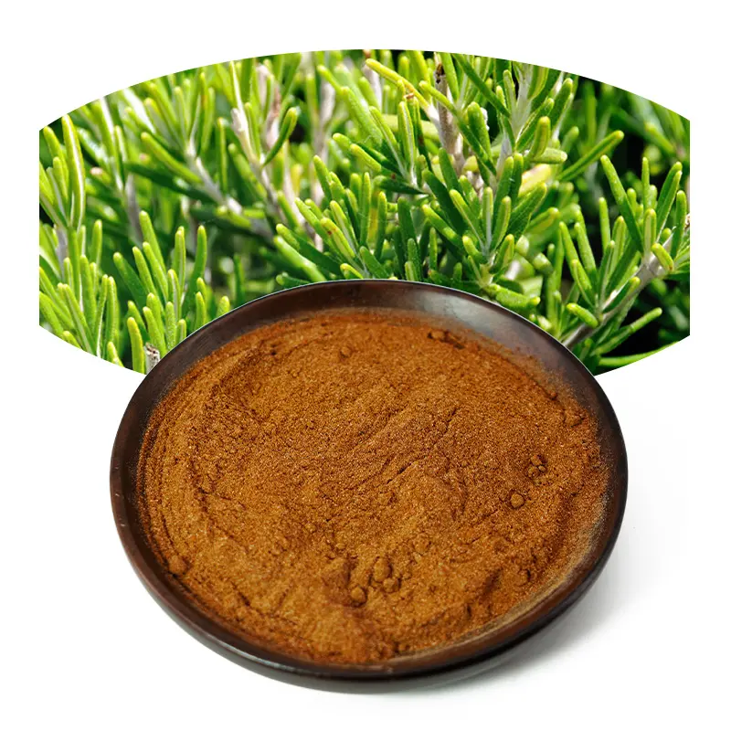 Prezzo di fabbrica estratto di rosmarino estratto di foglie di rosmarino per uso alimentare in polvere estratto di erbe di rosmarino