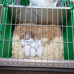 <span class=keywords><strong>Cage</strong></span> modulaire pour lapin 24*24*36 pouces avec support <span class=keywords><strong>Cage</strong></span> pour lapin avec panneau d'habitat domestique pour lapin <span class=keywords><strong>Cage</strong></span> pour chenil pour animaux de compagnie Grange de l'espace Clôture en fil soudé - Product Image 6