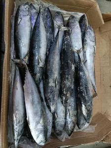 Tonni Bonito congelati di qualità Premium <span class=keywords><strong>pesci</strong></span> interi 200-300 g/pz Premium - Product Image 3