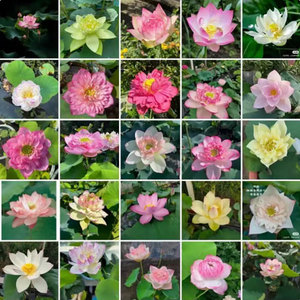 Origine du Nénuphar Facile à cultiver et à faire fleurir toute l'année - Product Image 5