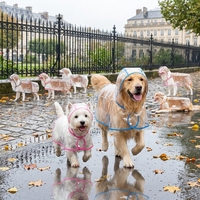 Imperméable Transparent Grande Taille pour Chien – Veste de Pluie Claire pour Animaux de Compagnie XS-8XL pour Golden Retriever et Labrador avec Large Bord de Capuche en EVA