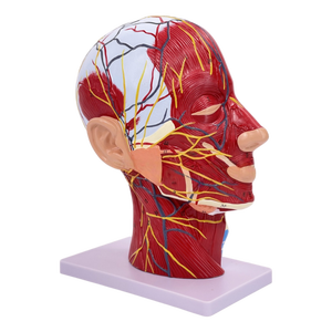 Modelo Anatómico Sagital <span class=keywords><strong>de</strong></span> Cabeza y Cuello Humano, Modelo Superficial <span class=keywords><strong>de</strong></span> Cabeza para Enseñanza Médica - Product Image 3