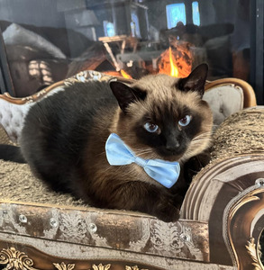 Noeud papillon et collier réglable de luxe rouge et noir pour chiens et chats, accessoires pour animaux de compagnie pour Halloween et Noël - Product Image 5