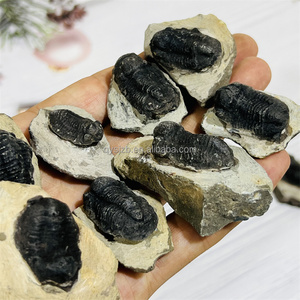 装飾のための芸術的でトレンディなtrilobite fossil -Alibaba.com