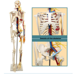 Модель скелета человеческого тела 85 см, модель медицинского обучения, съемная модель скелета человека с кровеносными сосудами и нервами - Product Image 4