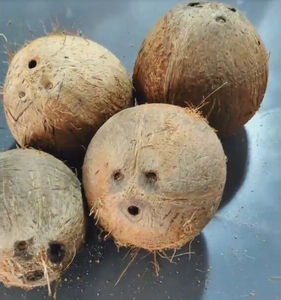 Máquina Eléctrica para Pulir Cocos, Máquina Desfibradora de Cocos, Máquina Peladora de Cocos Secos - Product Image 6