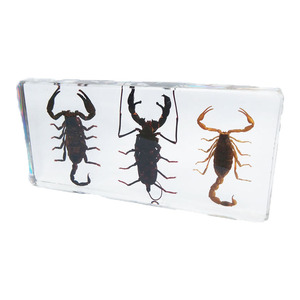Esin-pisapapeles de cristal para <span class=keywords><strong>insectos</strong></span>, espécimen ámbar animal - Product Image 5