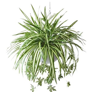 Plante artificielle Xinwanli, plante araignée à 5 branches, verdure suspendue, fleur en soie, décoration de mariage et de maison, 10 cm, blanc et vert - Product Image 1