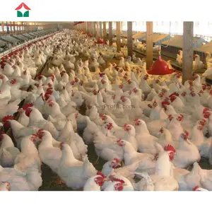High Quality Prefabricated Steel Structure Chicken House For Poultry Farm
