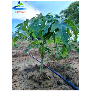 Système d'irrigation goutte à goutte réglable, kit d'irrigation complet pour 1 hectare <span class=keywords><strong>de</strong></span> papayers - Product Image 1