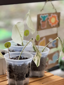 Nouveau pot de fleurs transparent en plastique pour stockage d'eau, pot d'orchidée blanc et noir respirant pour contrô<span class=keywords><strong>le</strong></span> des racines, pot d'intérieur pour personne paresseuse - Product Image 4