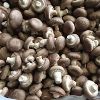 Hongos Shiitake Congelados Detan, Enteros/Rebanados/Cubos, en Venta