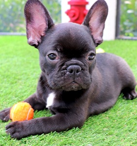 Jouets de tennis durables pour animaux de compagnie, cadeau pour animaux, logo personnalisé, balles de tennis couineuses pour chiens pour l'entraînement - Product Image 4