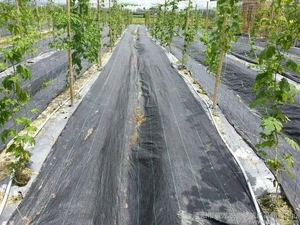 Nhà Máy Giá thấp màu đen Cỏ Repellent vải <span class=keywords><strong>Weed</strong></span> rào cản vải địa kỹ thuật <span class=keywords><strong>Weed</strong></span> kiểm soát vải nông nghiệp Cỏ bao gồm vải - Product Image 5