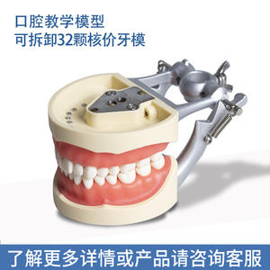 Modèles de cavité buccale dentaire à mâchoire longue articulée, 32 pièces, détachables, pour la préparation dentaire, en résine - Product Image 4