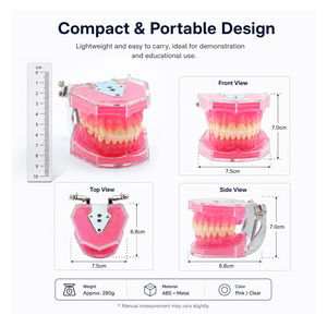 Modelo Dental con Todos los Dientes Extraíbles, Material de Gel de Sílice Suave - Modelo de Dientes Estándar para Estudio, Enseñanza y Demostración Dental - Product Image 3