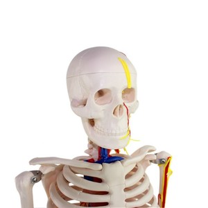 Modelo de esqueleto humano Bestcare de 85 cm con nervios y vasos sanguíneos para la enseñanza médica - Product Image 3