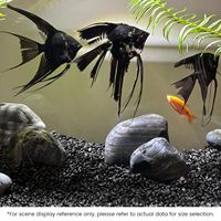 Galets de pierre naturelle noirs brillants, polis et lavés à l'eau, pierres décoratives pour aquascaping moderne, jardinières et jardins